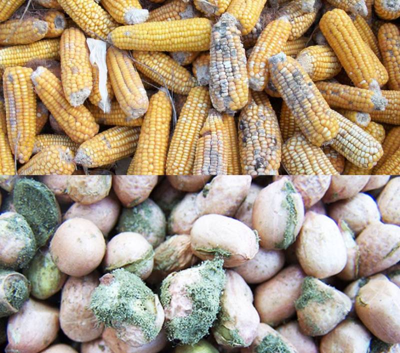 6 loại thực phẩm quen thuộc là nơi "ẩn náu" ưa thích của chất aflatoxin gây ung thư cực độc- Ảnh 1.